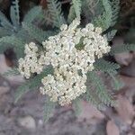 Achillea crithmifolia flower picture by Hansjörg Hagels (cc-by-sa)