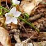 Claytonia virginica flower picture by jimseng jimseng (cc-by-sa)