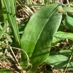 Platanthera bifolia leaf picture by Jona Lumo (cc-by-sa)