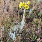 Senecio latiflorus habit picture by Fabien Anthelme (cc-by-sa)