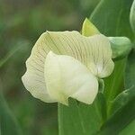 Lathyrus ochrus flower picture by Monteiro Henrique (cc-by-sa)