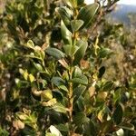 Buxus sempervirens leaf picture by Jean-Michel Faton (cc-by-sa)