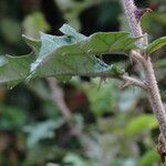 Solanum agnewiorum leaf picture by Maarten Vanhove (cc-by-sa)