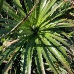 Dyckia encholirioides leaf picture by i maria (cc-by-sa)