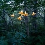 Lilium canadense flower picture by Yvon Matte (cc-by-sa)