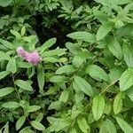 Spiraea salicifolia habit picture by Sabina Hartmann (cc-by-sa)