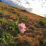 Malva alcea flower picture by Julien Fontaine (cc-by-sa)