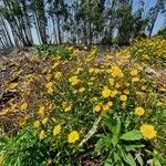 Coleostephus myconis habit picture by Daniel Bourget (cc-by-sa)