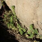 Valantia muralis habit picture by Sylvain Piry (cc-by-sa)