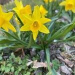 Narcissus pseudonarcissus flower picture by grutz (cc-by-sa)