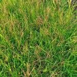 Digitaria velutina habit picture by susan brown (cc-by-sa)