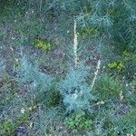 Myricaria germanica habit picture by Yoan MARTIN (cc-by-sa)