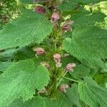 Lamium orvala habit picture by danchy (cc-by-sa)