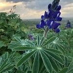 Lupinus pilosus flower picture by omer bennun (cc-by-sa)