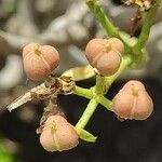 Euphorbia lamarckii fruit picture by Sarami (cc-by-sa)