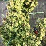 Rumex cristatus flower picture by Diego Alex (cc-by-sa)