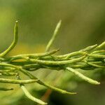 Sisymbrium austriacum fruit picture by Pascal Ollagnier (cc-by-sa)