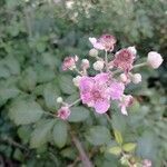 Rubus ulmifolius flower picture by Manuel Madrid (cc-by-sa)