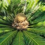 Phoenix canariensis flower picture by Vespa (cc-by-sa)