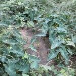 Colocasia esculenta habit picture by Eli Small (cc-by-sa)