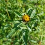 Bidens tripartita flower picture by Walter Monhart (cc-by-sa)