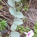 Ipomoea hieronymi (kuntze) o'donell habit picture by Trap Hers (cc-by-sa)