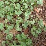 Malva pusilla habit picture by Estelle Ferazzoli (cc-by-sa)