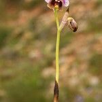 Ophrys tenthredinifera habit picture by Carlos Villasante (cc-by-sa)