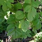 Fraxinus excelsior leaf picture by Yoann Tulot (cc-by-sa)