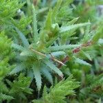 Saxifraga aspera habit picture by Yoan MARTIN (cc-by-sa)