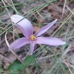 Colchicum autumnale flower picture by Coline Limbardet (cc-by-sa)