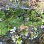 Berula erecta habit picture by Patrice Bracquart (cc-by-sa)