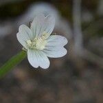 Epilobium lanceolatum flower picture by Denis Bastianelli (cc-by-sa)