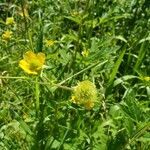 Geum aleppicum flower picture by Josh Dennis (cc-by-sa)