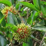 Cephalanthus natalensis flower picture by Herwig Mees (cc-by-sa)