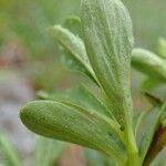 Salix retusa leaf picture by Yoan MARTIN (cc-by-sa)