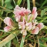 Trifolium cheranganiense flower picture by susan brown (cc-by-sa)