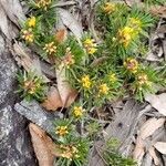 Pultenaea petiolaris habit picture by ian connop (cc-by-sa)