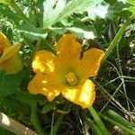 Cucurbita pepo flower picture by Mathilde Damette (cc-by-sa)