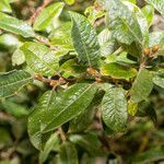 Salix helvetica leaf picture by Martin Bishop (cc-by-sa)