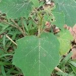 Solanum stramoniifolium leaf picture by Jessé Borges Furin (cc-by-sa)