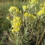 Helichrysum arenarium flower picture by Agnieszka Bruska (cc-by-sa)