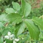 Rubus montanus leaf picture by Jean-Pierre Colson (cc-by-sa)