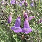 Penstemon dasyphyllus flower picture by SCAMPS_MX (cc-by-sa)