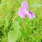 Vigna vexillata flower picture by Mayoge Bukapuka (cc-by-sa)