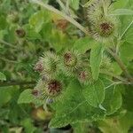 Arctium minus fruit picture by Bertrand CHRETIEN (cc-by-sa)