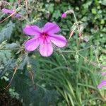 Geranium maderense flower picture by graciela 1 (cc-by-sa)