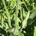 Knautia arvensis leaf picture by Bernard Boutin (cc-by-sa)