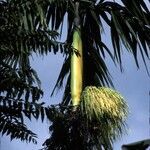 Areca catechu flower picture by Daniel Barthelemy (cc-by-nc)