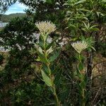 Normandia neocaledonica habit picture by Richard Chesher (cc-by-sa)